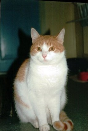 1916028_105497889462098_3323128_n