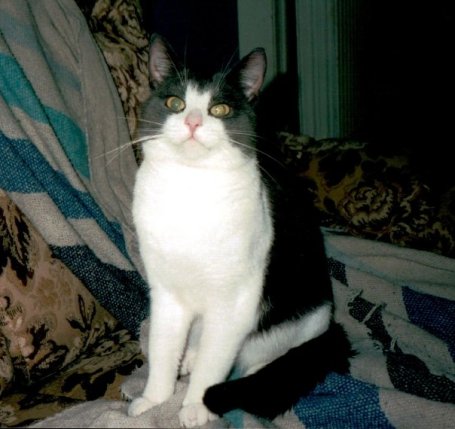 1916028_105497892795431_256457_n[1]